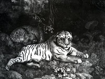 Two Tigers, 1788 by George Stubbs